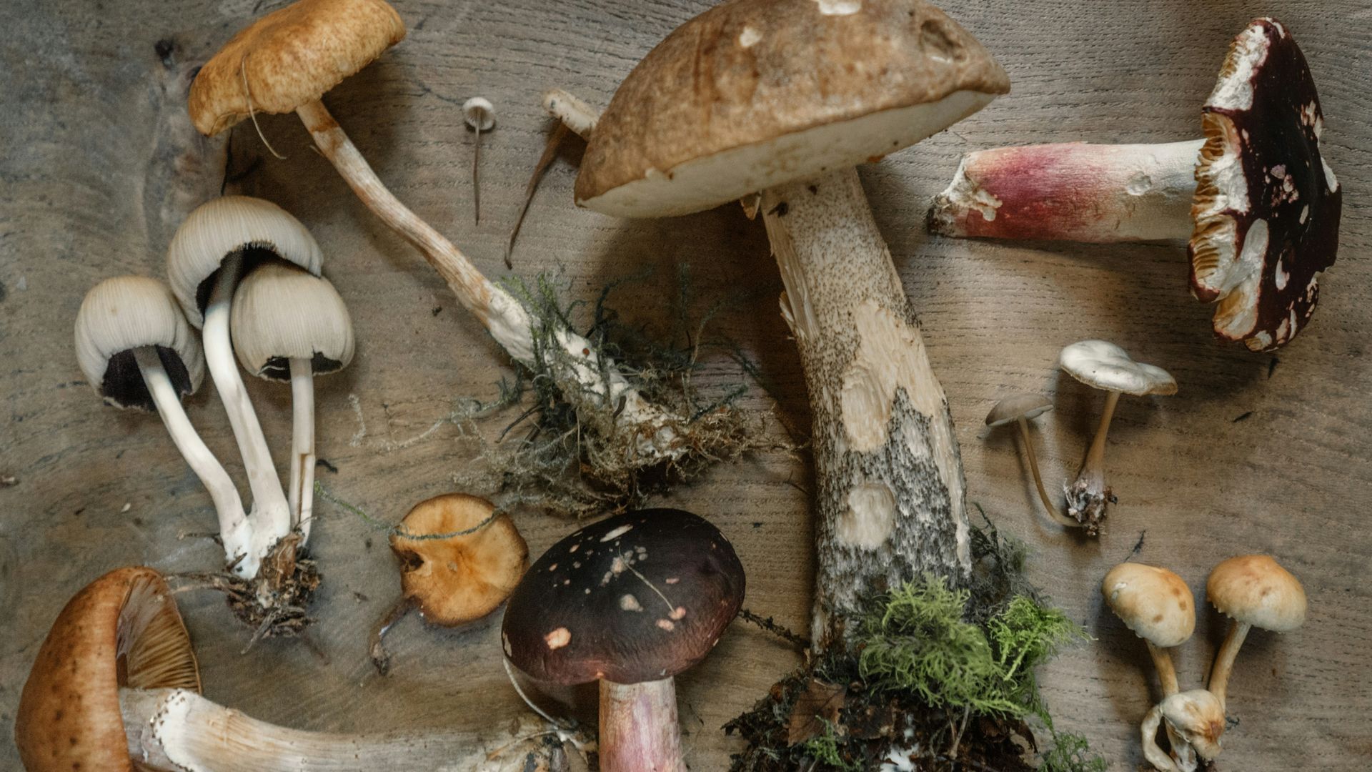 Uno de los productos estrella del otoño son las setas