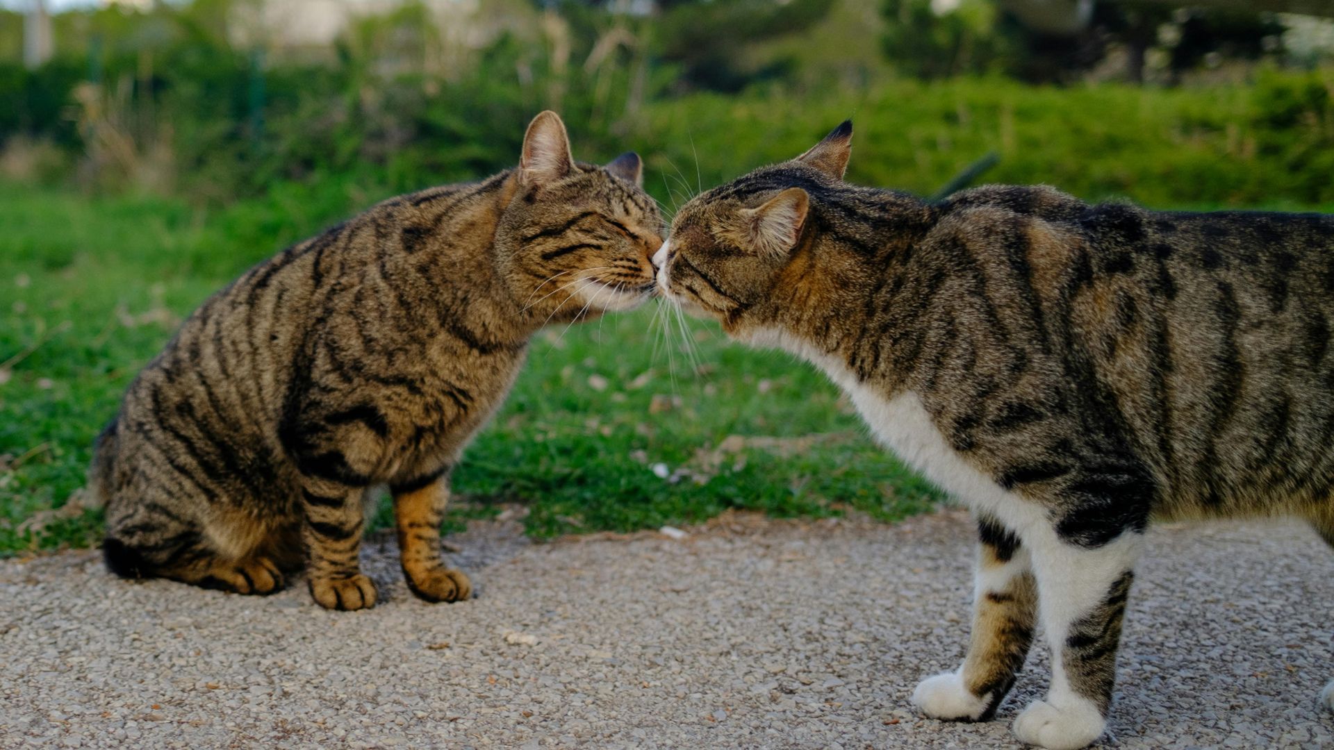 Dos gatos en actitud cariñosa