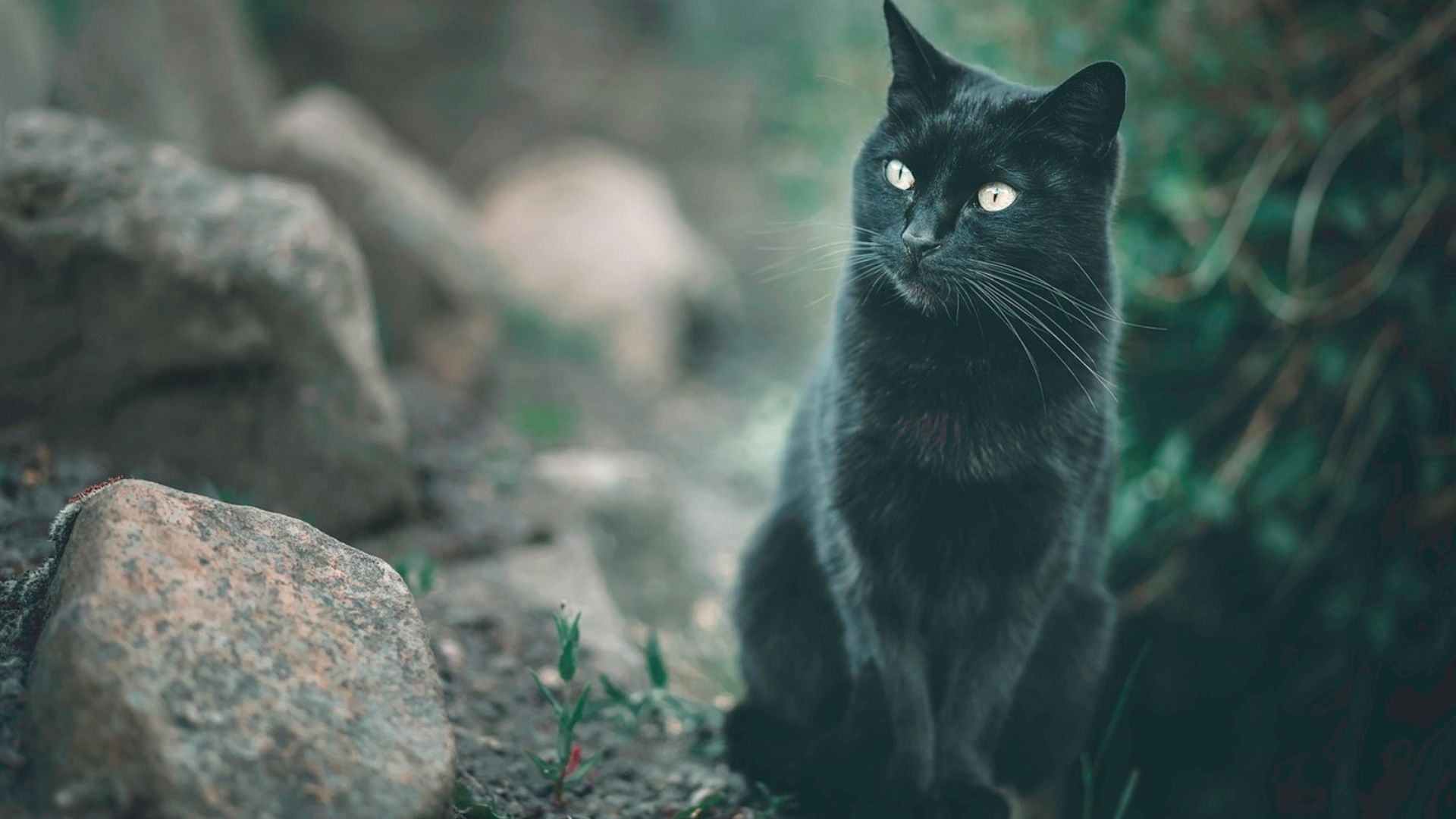 Octubre, el peor mes para los gatos negros
