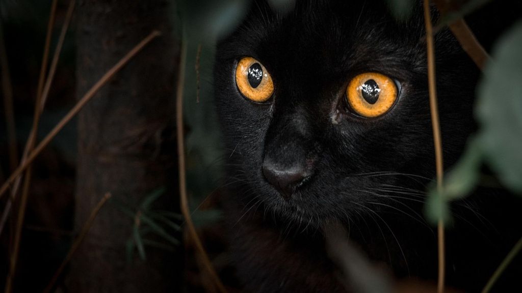 Evitar rituales con gatos negros