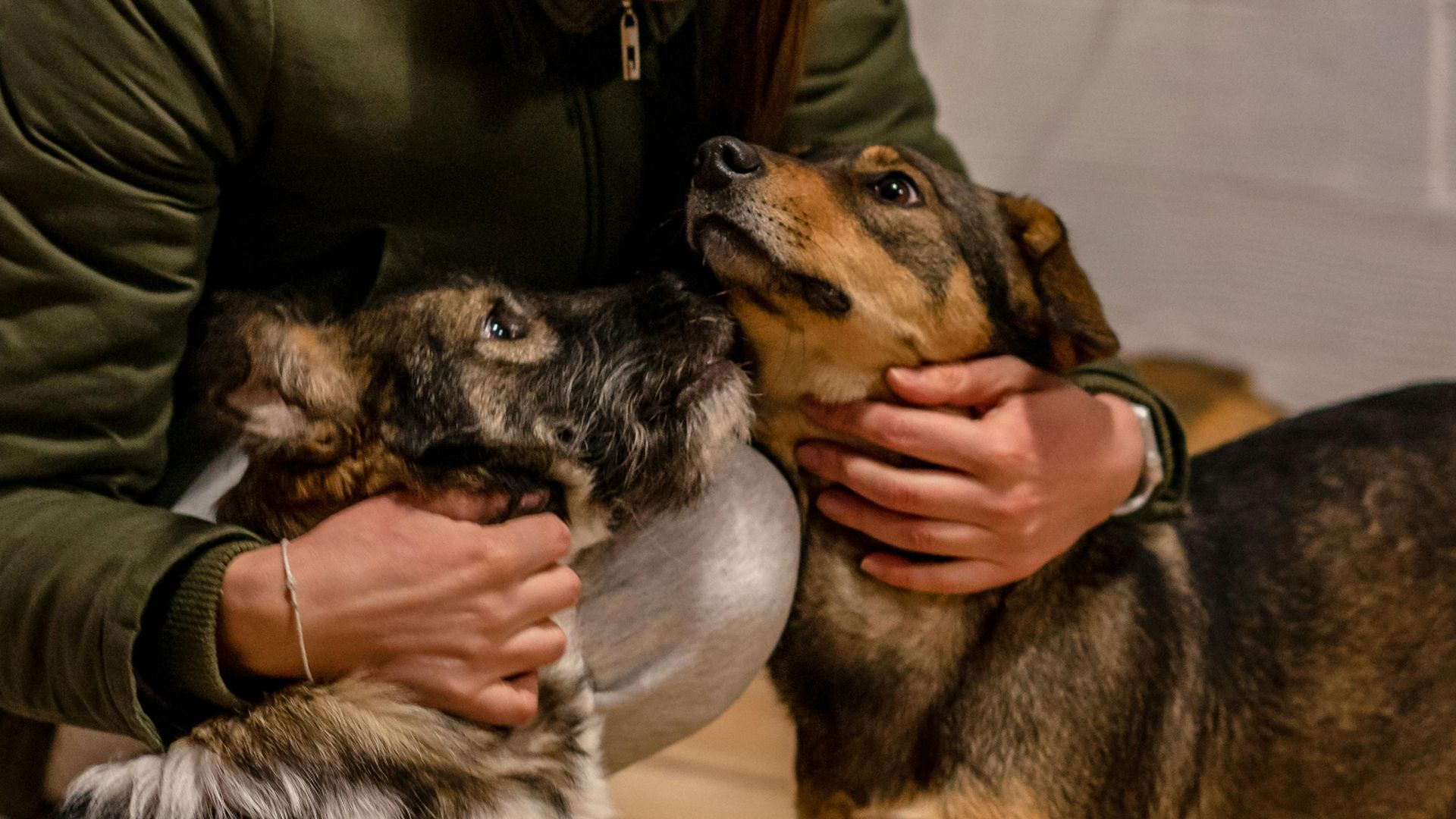 Una persona acariciando dos perros