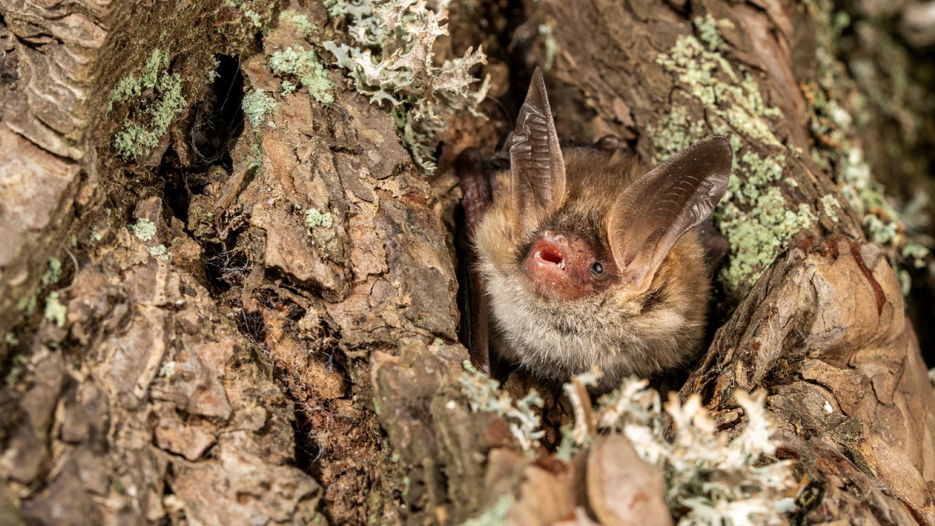 El ratonero de Bechstein, un murciélago hallado a 1.870 metros en Cataluña