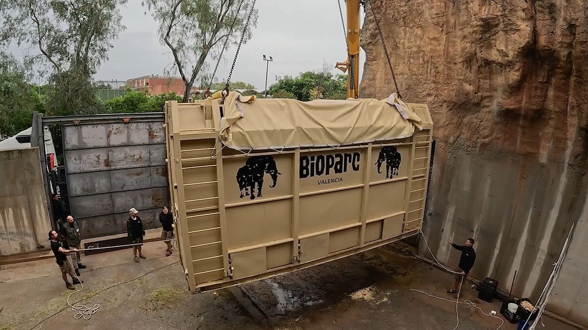 Así ha sido el complejo traslado de una elefanta preñada desde BIOPARC Valencia a Hungría