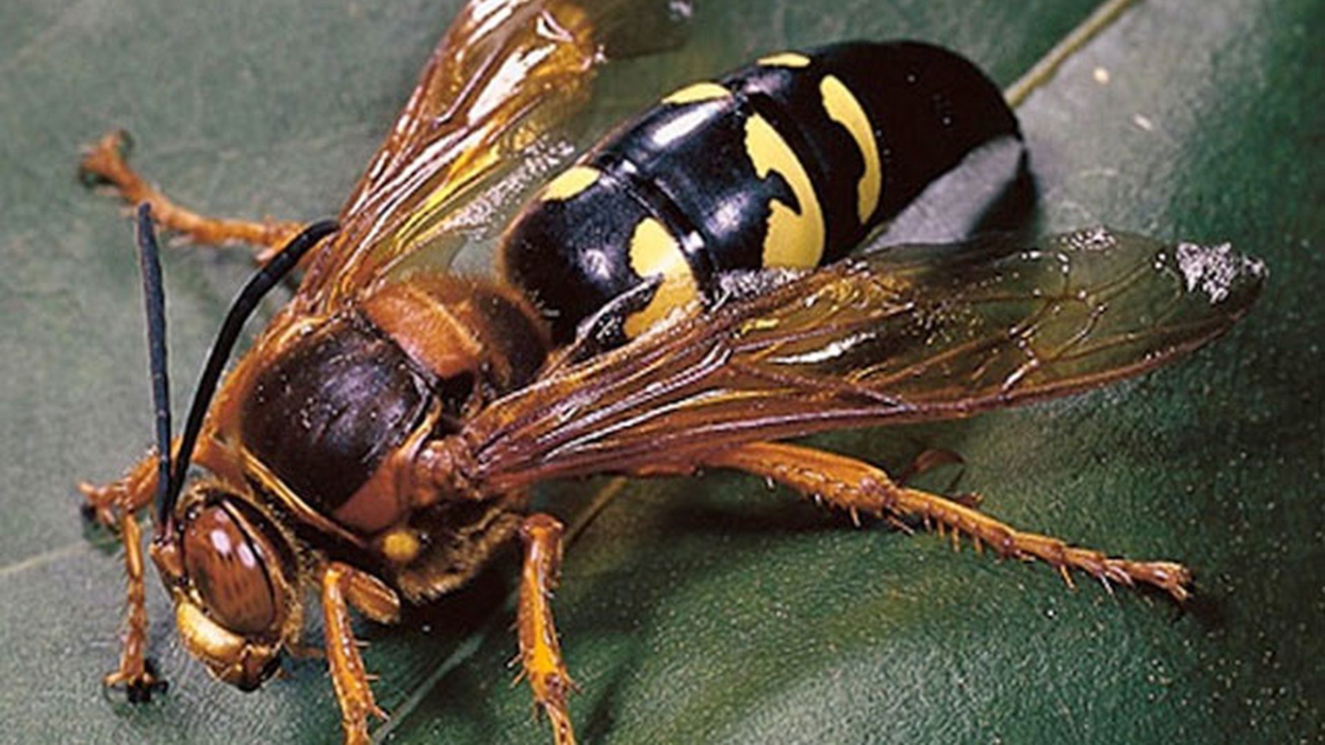 avispas asesinas, avispa