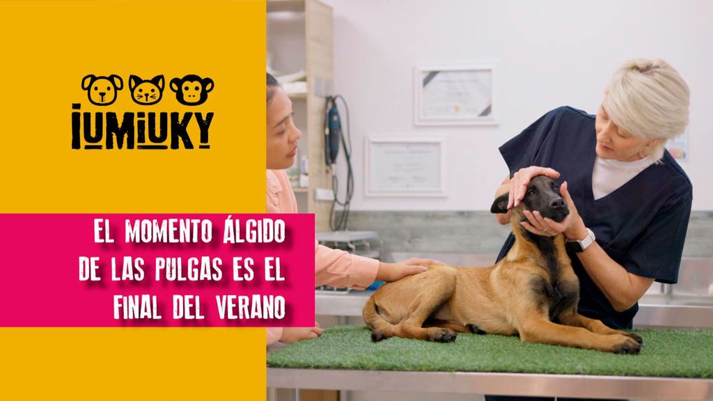 P289 - Pulgas Iumiuky Temporada 3 Programa 289