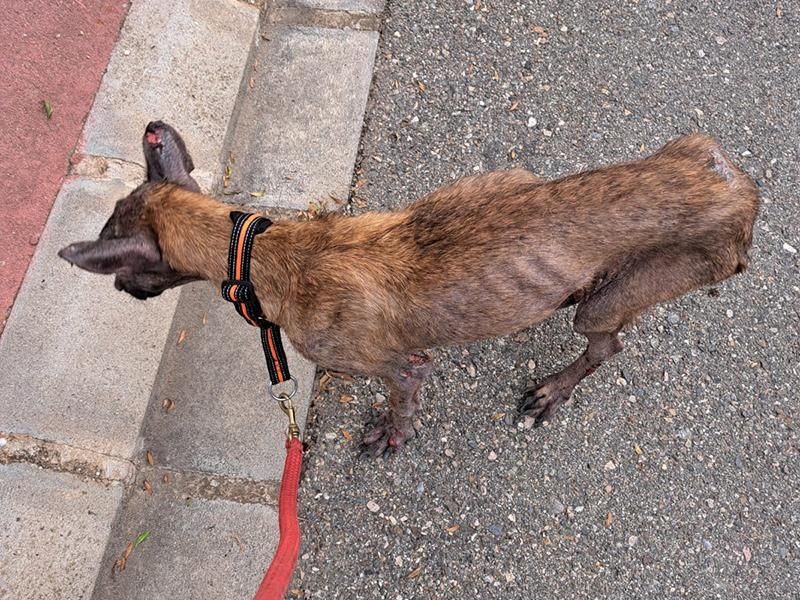 La polémica muerte de una perra tras ser devuelta a su propietaria en Lleida: