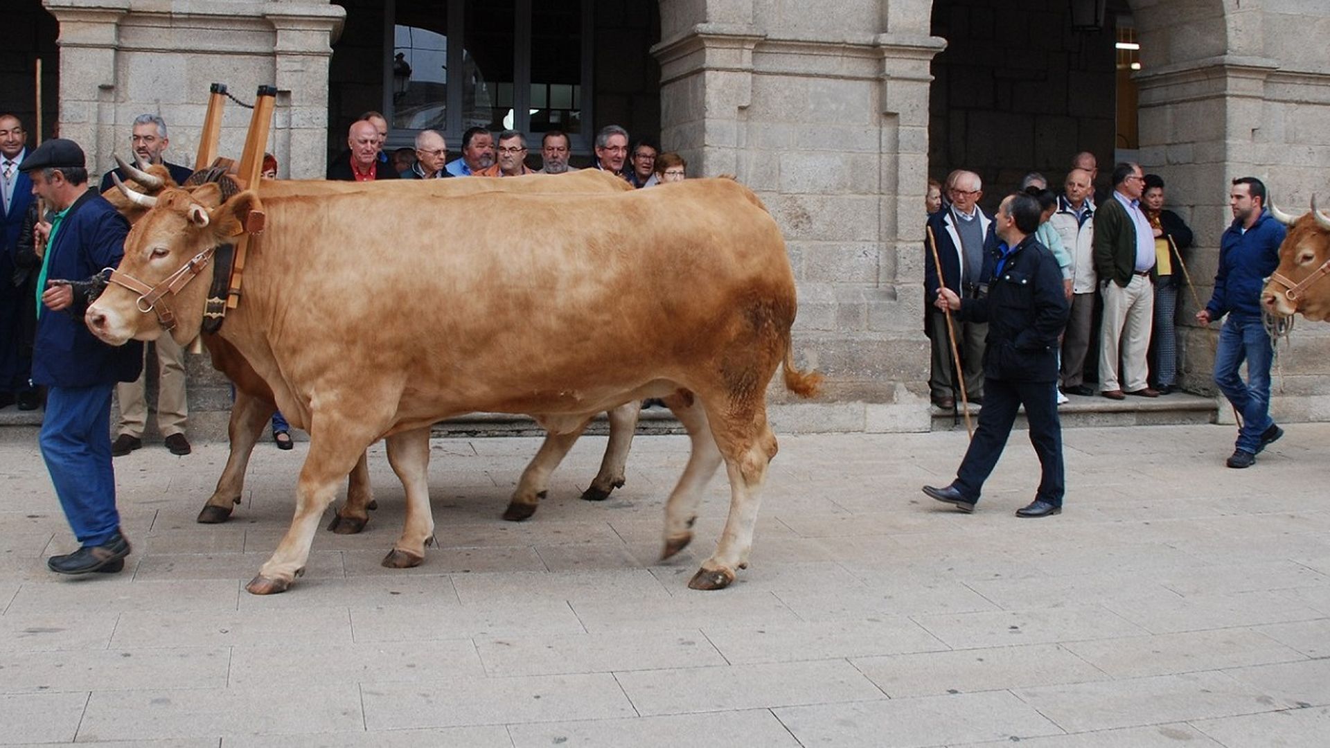 Desfile de ganado en San Froilán en Lugo