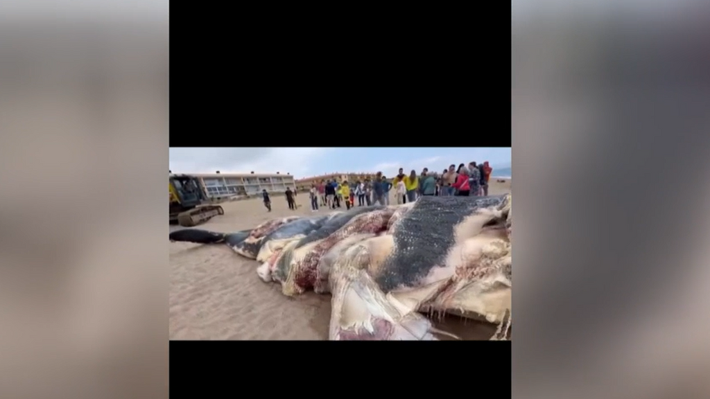 Encuentran muerta una enorme ballena de diez metros en una playa de Pals, Girona