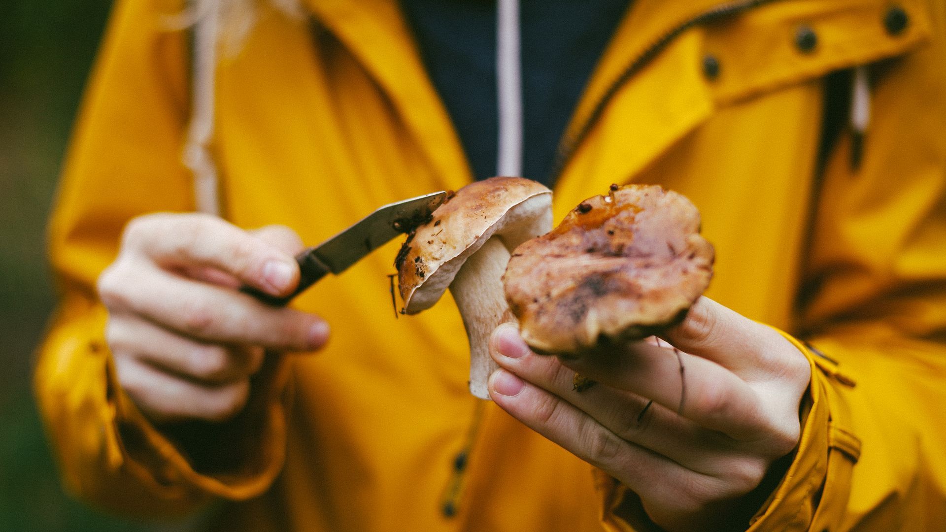 El otoño es la época perfecta para salir en busca de setas