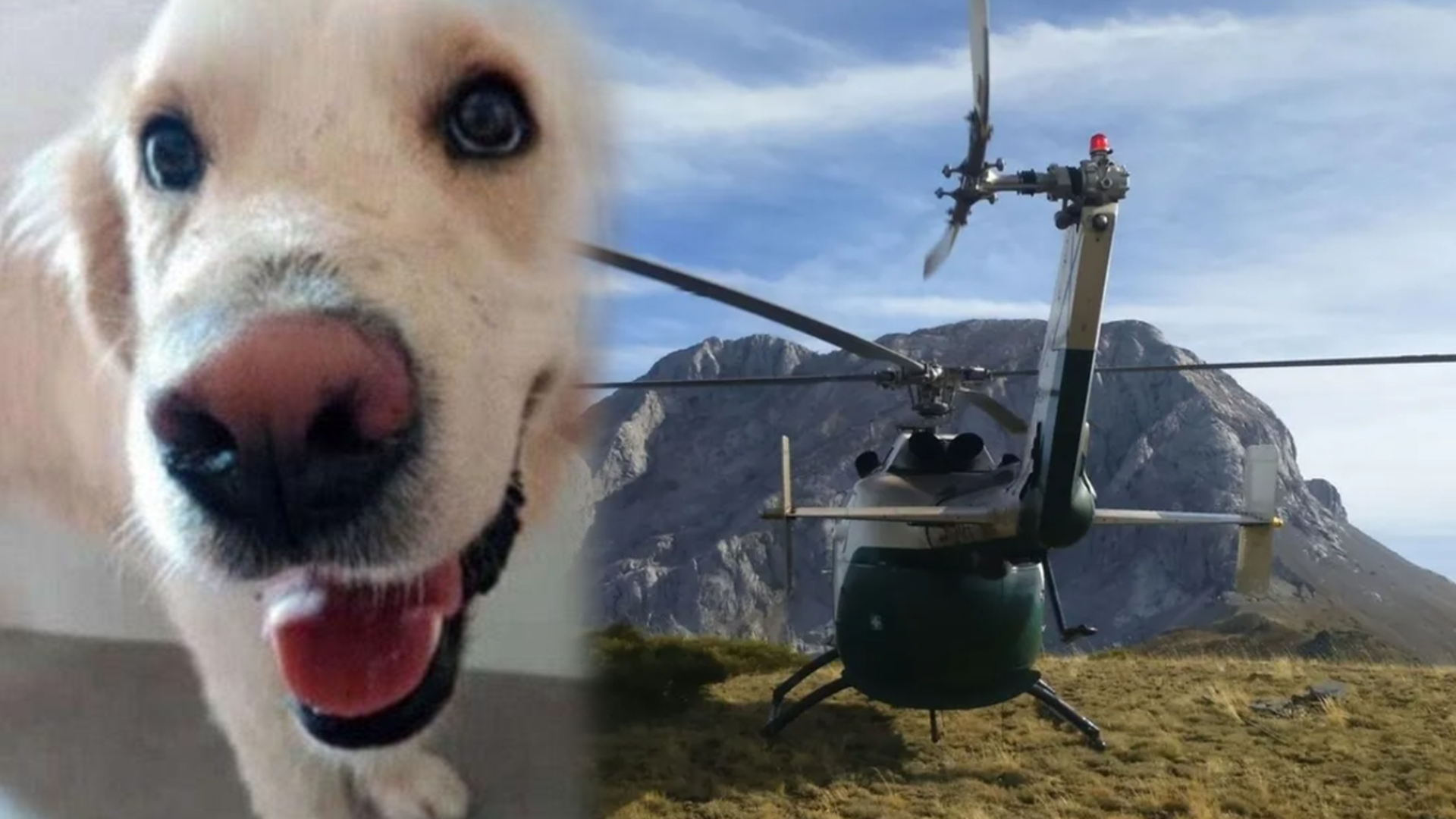 Kona, perro que acompañaba a la montalista fallecida en Huesca