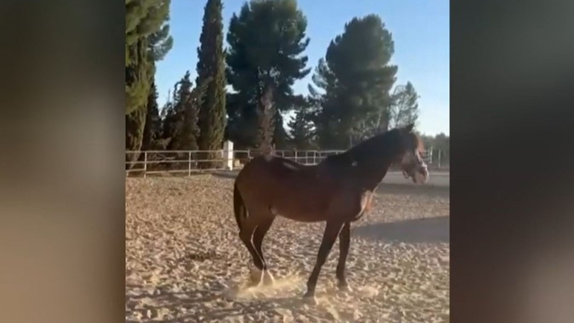 La asociación Burrito y Caballo Libre salva a nueve caballos tras el fin de los carruajes en Málaga