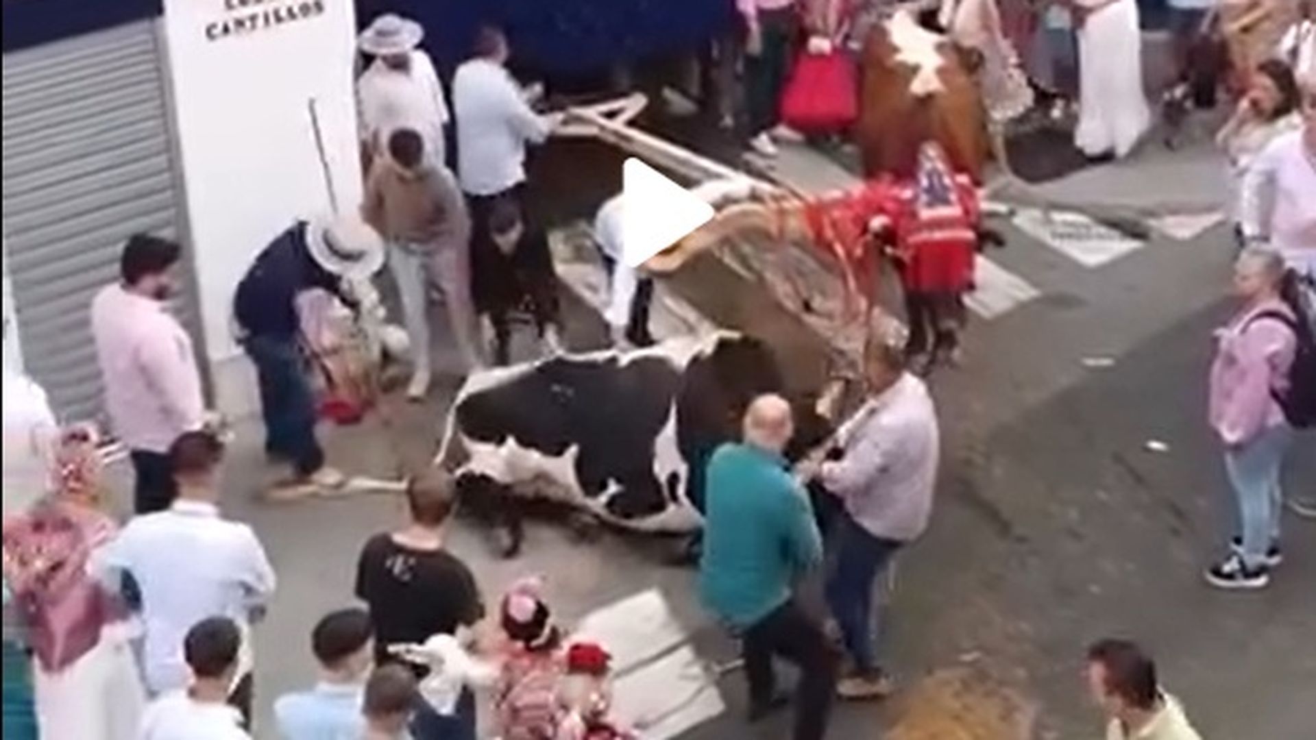 Fragmento del video difundido por el Partido Animalista