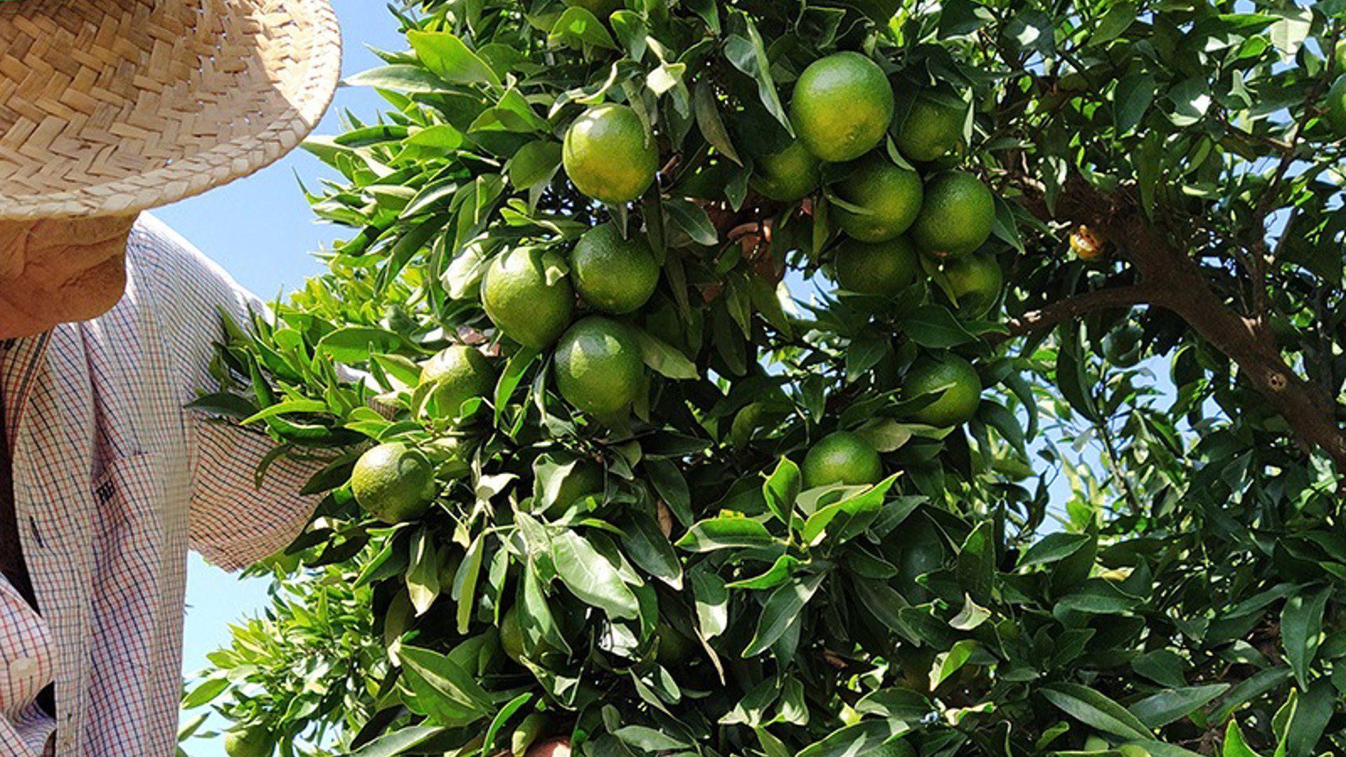 Un agricultor revisa un naranjo