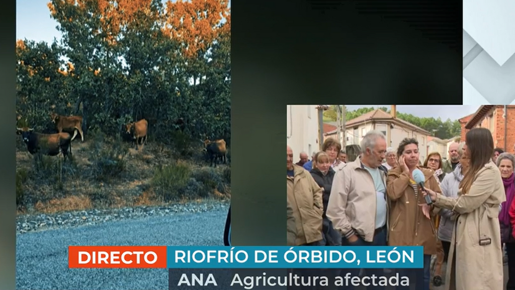 Cien vacas sueltas siembran el caos en un pueblo de León: "Destrozan los cultivos y las pérdidas son grandes"