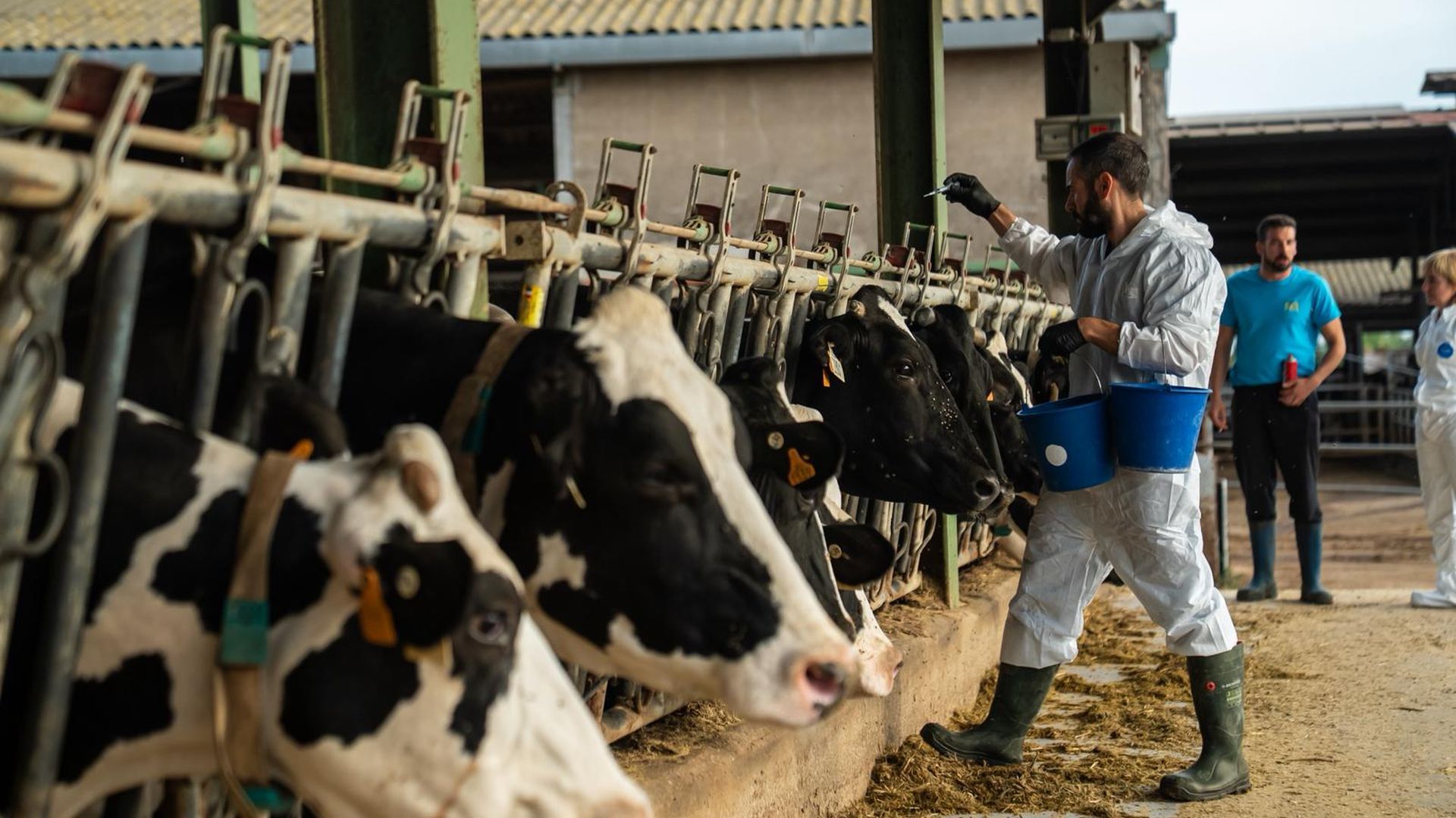 Proceso de vacunación enla zona afectada por la dermatosis nodular contagiosa.