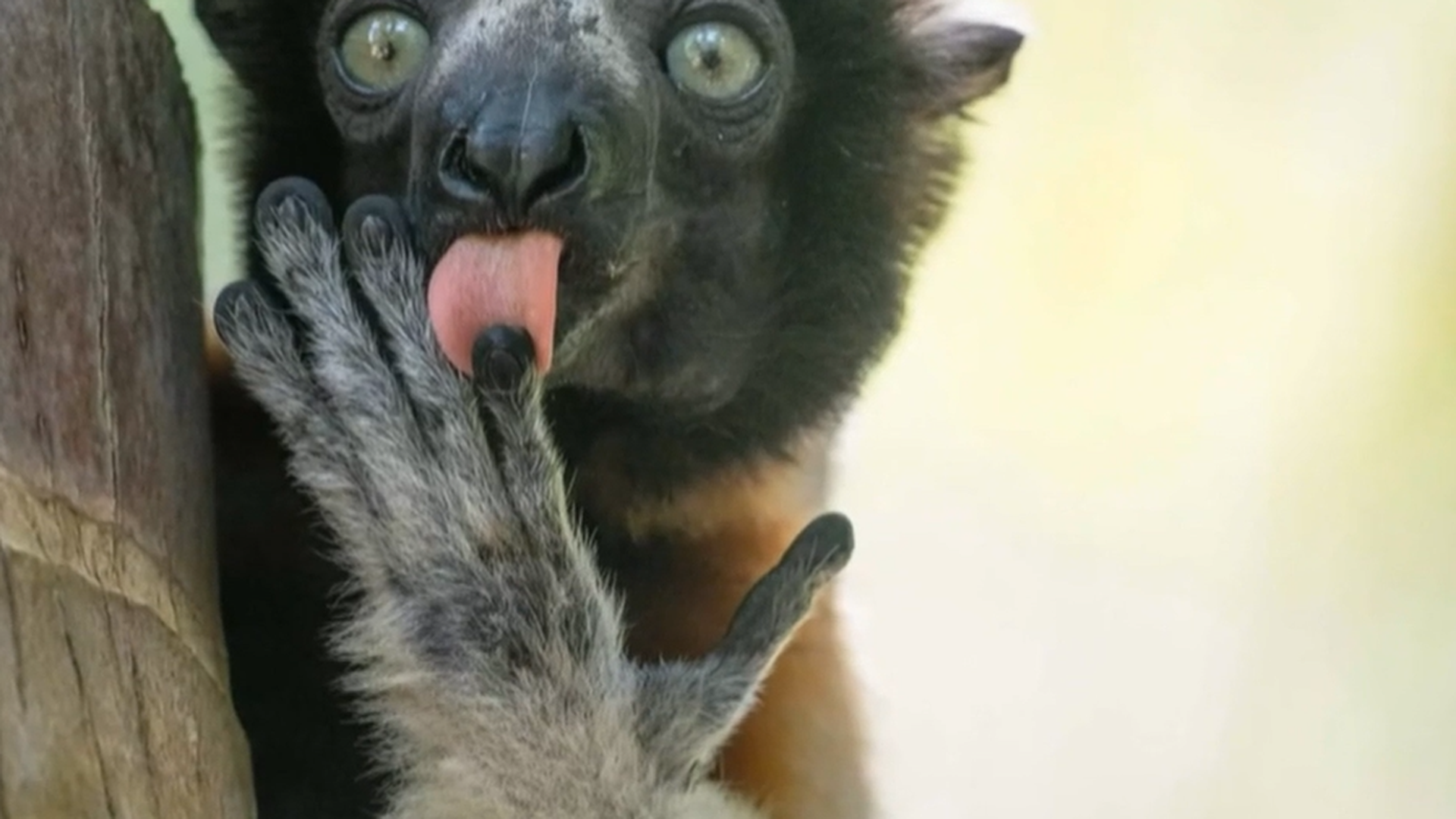 Comedy Wildlife 2025