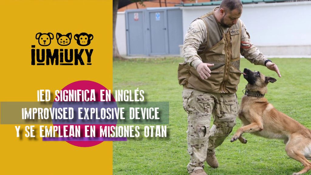 P290 - Perros detectores de explosivos Iumiuky Temporada 3 Programa 290