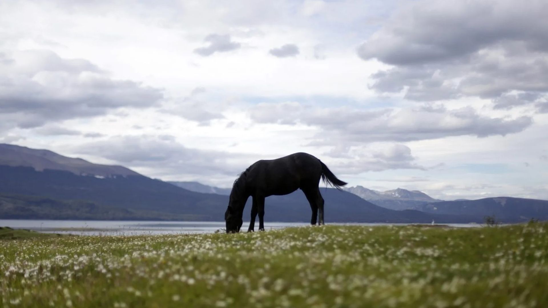 Un ejemplar de caballo