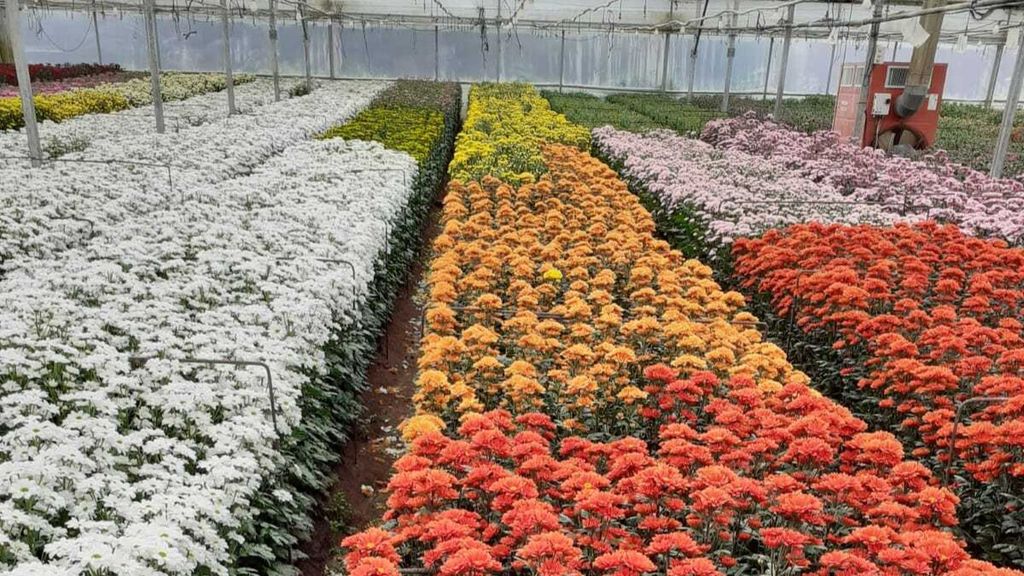 Flor cortada de Chipiona, Cádiz