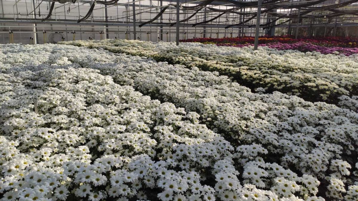 Flor cortada de Chipiona, Cádiz