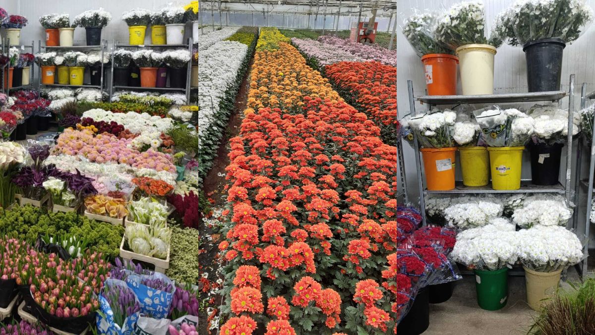 Flor cortada de Chipiona, Cádiz