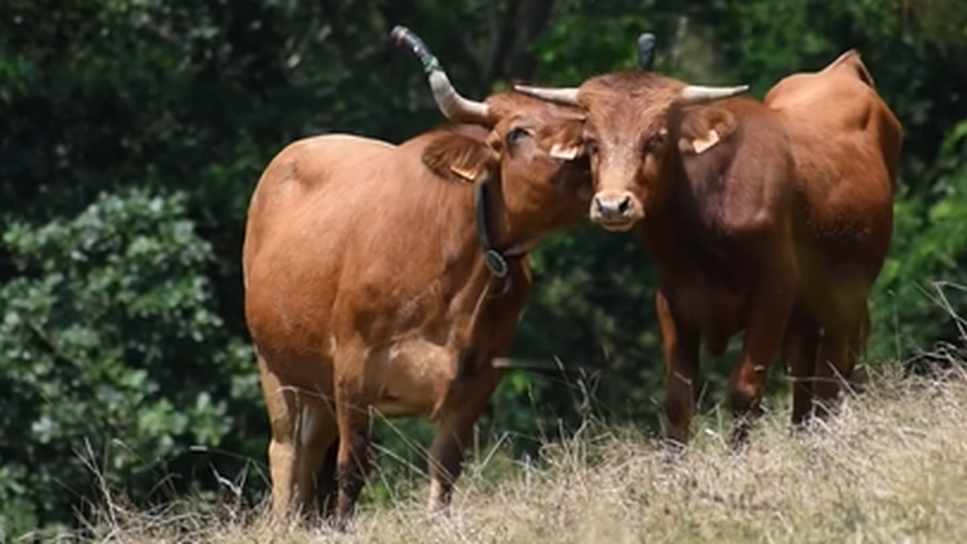"Nos vemos en una situación que jamás pensamos tener que enfrentar", han confesado en un vídeo en sus redes