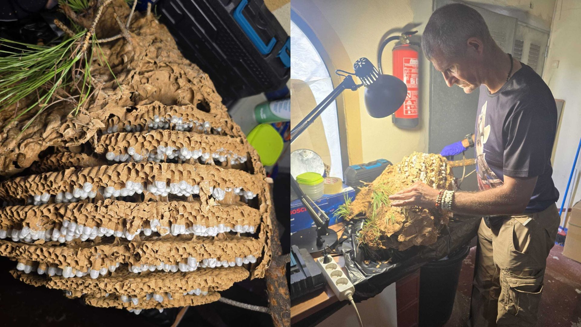 Retiran el primer nido de avispón asiático, de 7,5 kilos, en Málaga