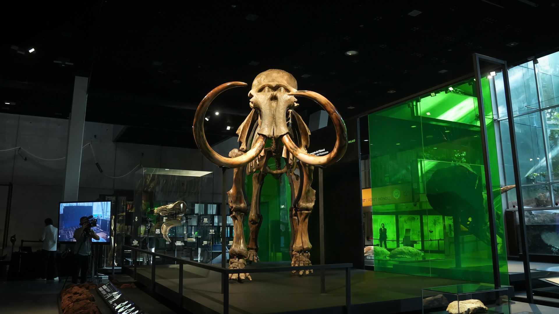 Un esqueleto real de mamut lanudo, la reliquia prehistórica expuesta en un museo de Barcelona