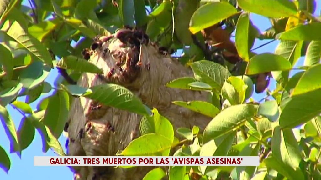 Avispas asesinas en Galicia: Tres muertos en dos semanas