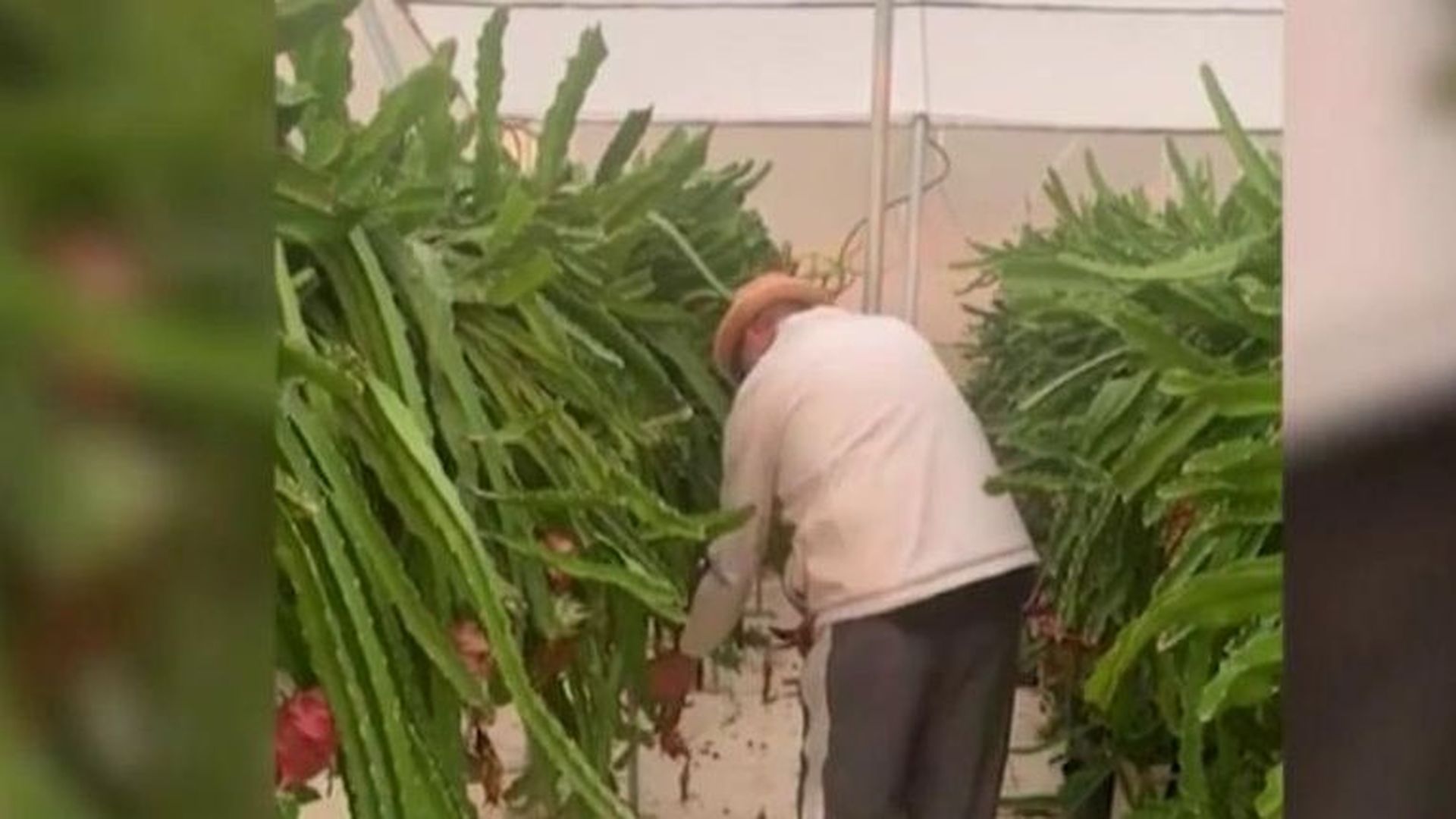 Koldo, del ministerio a la huerta