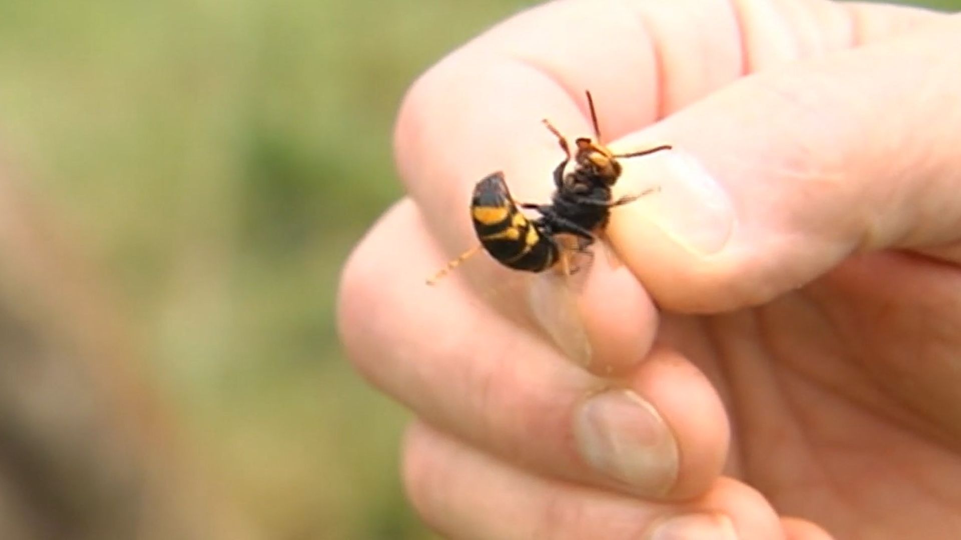 Las avispas velutinas generan alerta en Galicia tras causar tres muertes en dos semanas: "En cuatro años pasamos de dos nidos a 10.000"