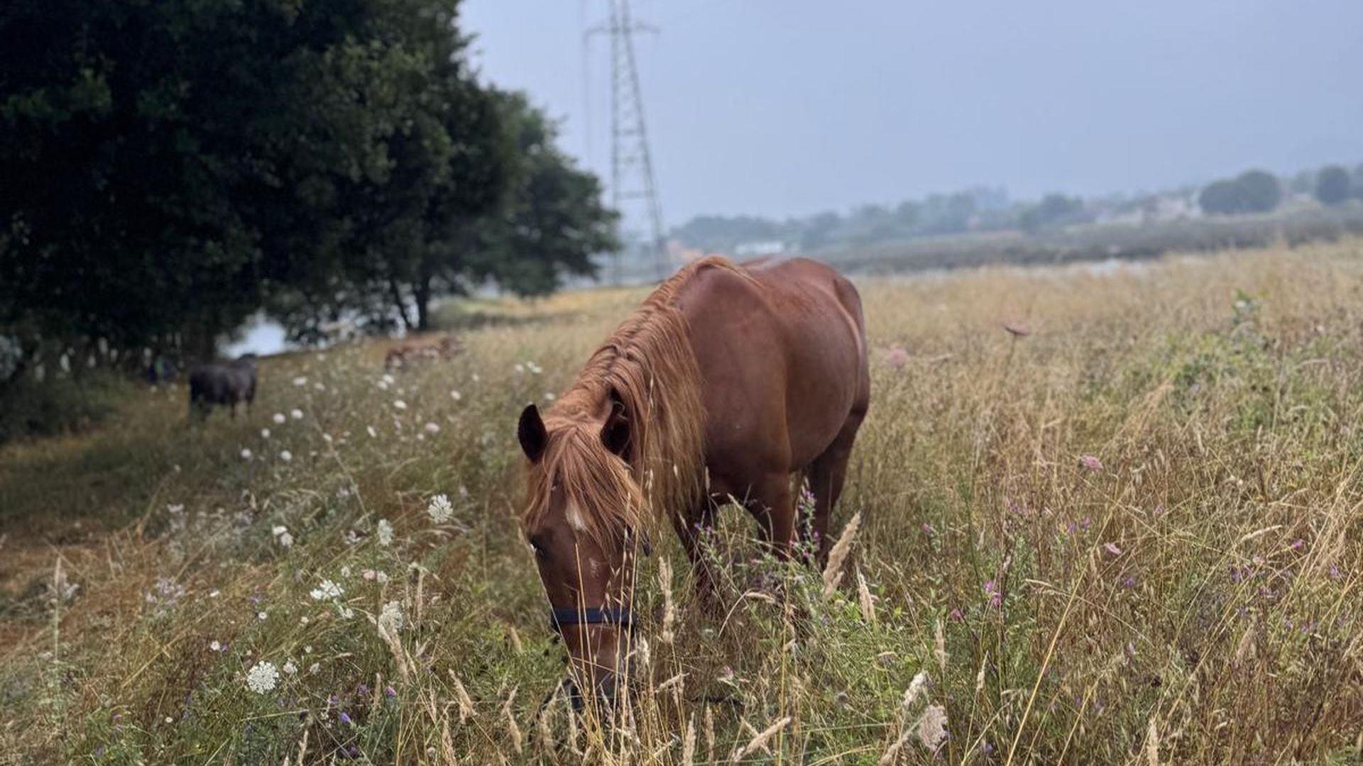 La yegua "Serea" rescatada este verano cuando estaba nadando desorientada en la playa