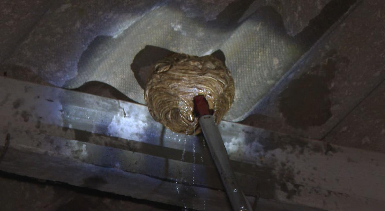 Nido de velutinas localizado en un tejado