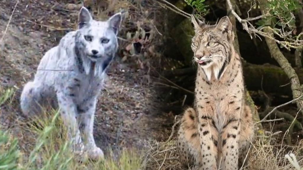 Investigación color lince ibérico blanco
