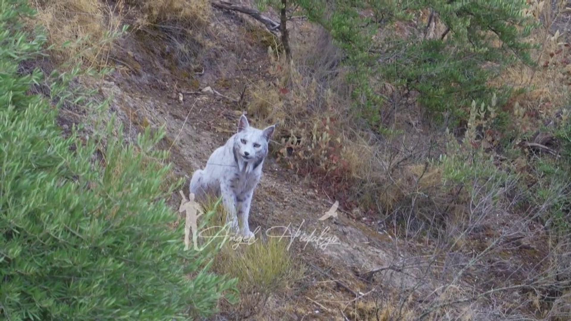 Los secretos de la imagen histórica del fotógrafo Ángel Hidalgo: un lince blanco
