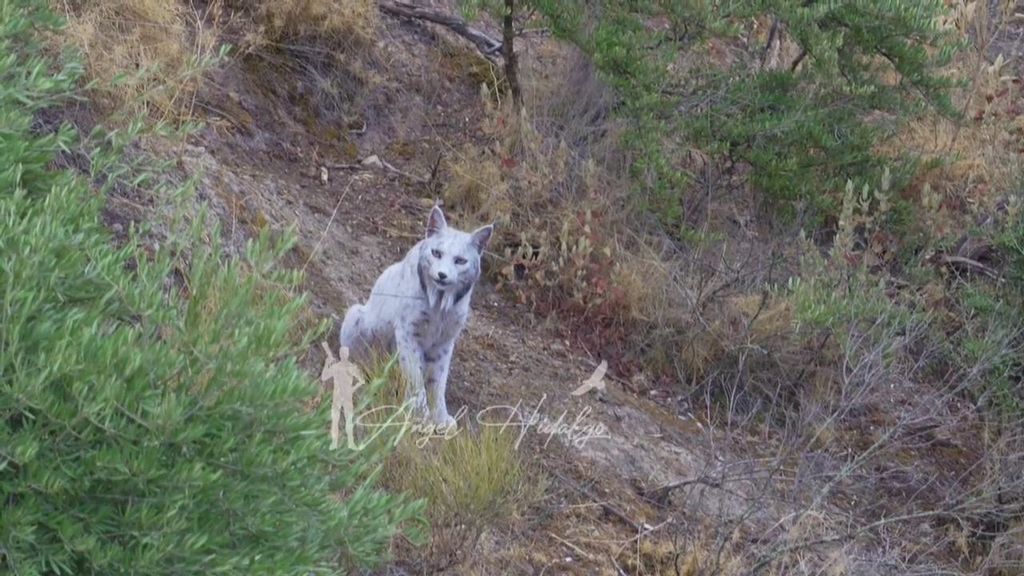 Los secretos de la imagen histórica del fotógrafo Ángel Hidalgo: un lince blanco