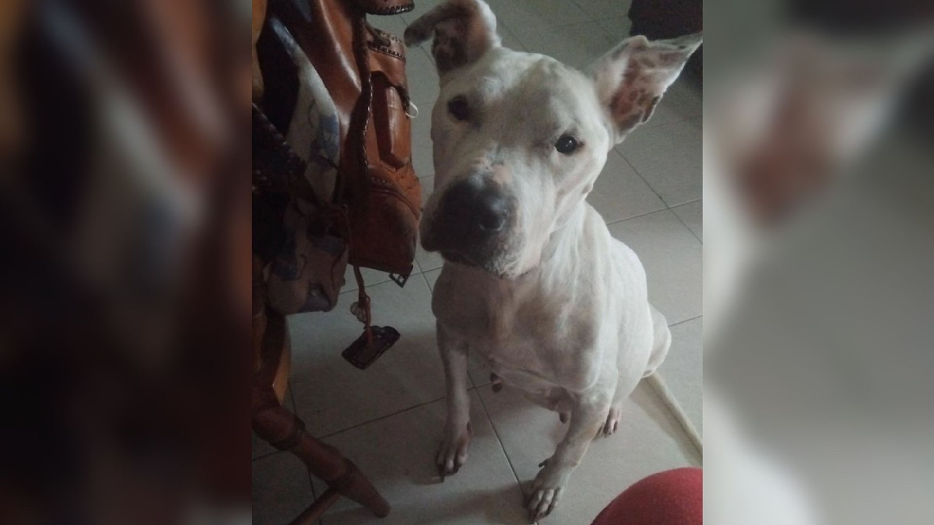 Buscan una nueva familia para un perro abandonado en un tejado en Caldas