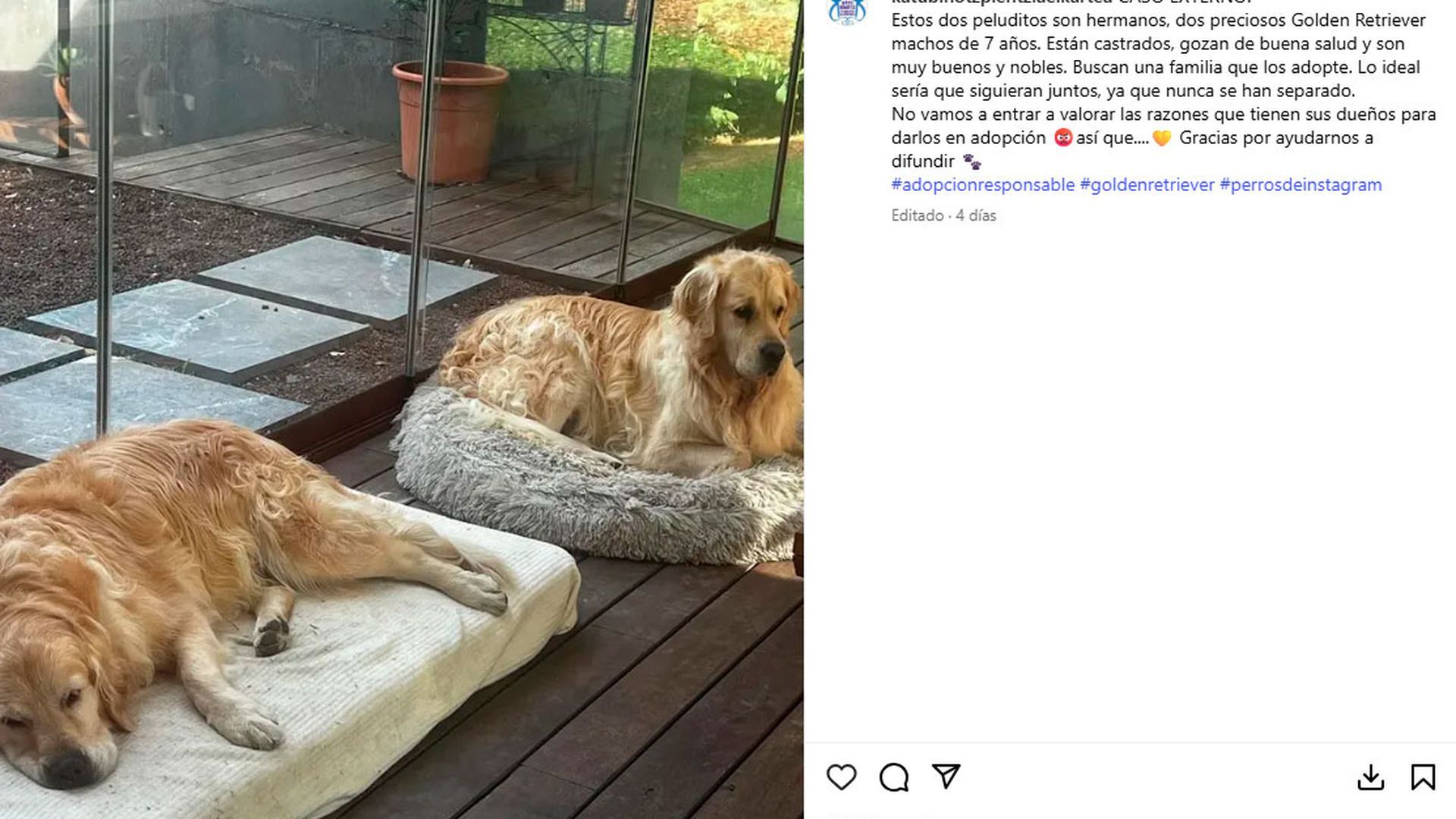 El anuncio eliminado en el que una protectora de Vizcaya daba en adopción a Brandon y Lucas, los perros de Jota Peleteiro
