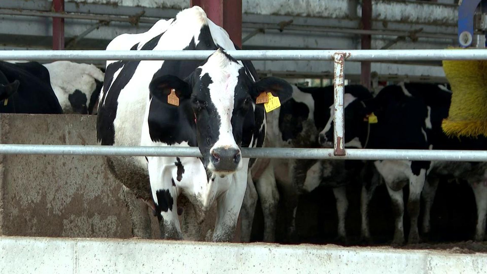 El sector ganadero, en alerta ante el aumento de focos de dermatosis nodular: emprenden una vacunación de emergencia