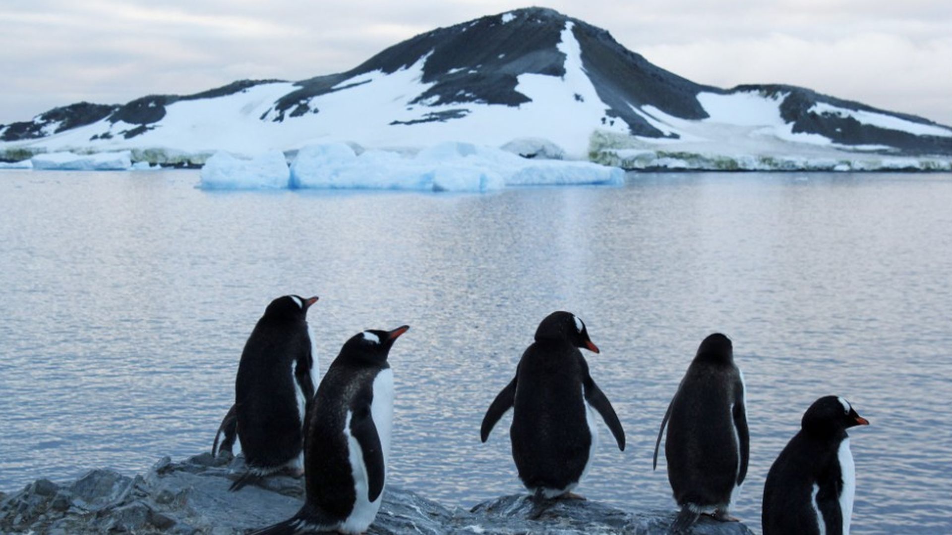 Imagen de unos pingüinos en un área de la Antártida