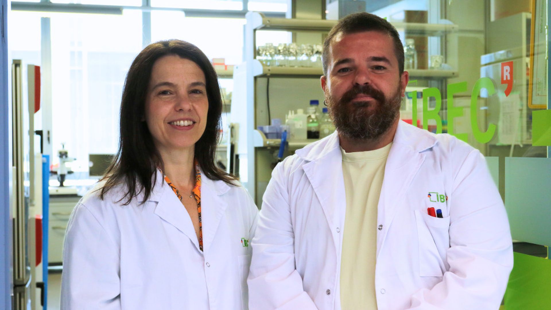 Investigadores españoles trasplantan el primer riñón de cerdo modificado con células madre humanas: "Podría alargar la vida de los órganos"