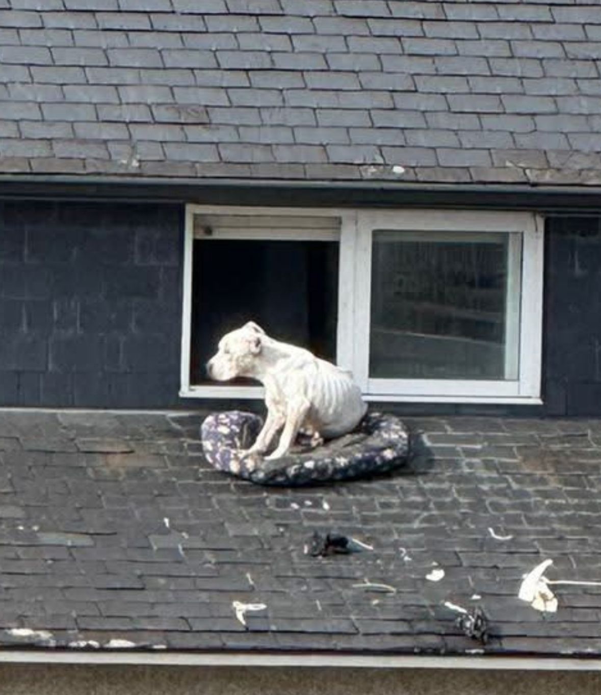 La imagen de la perra sobre el tejado se repitió durante varios días, según denunciaron los vecinos