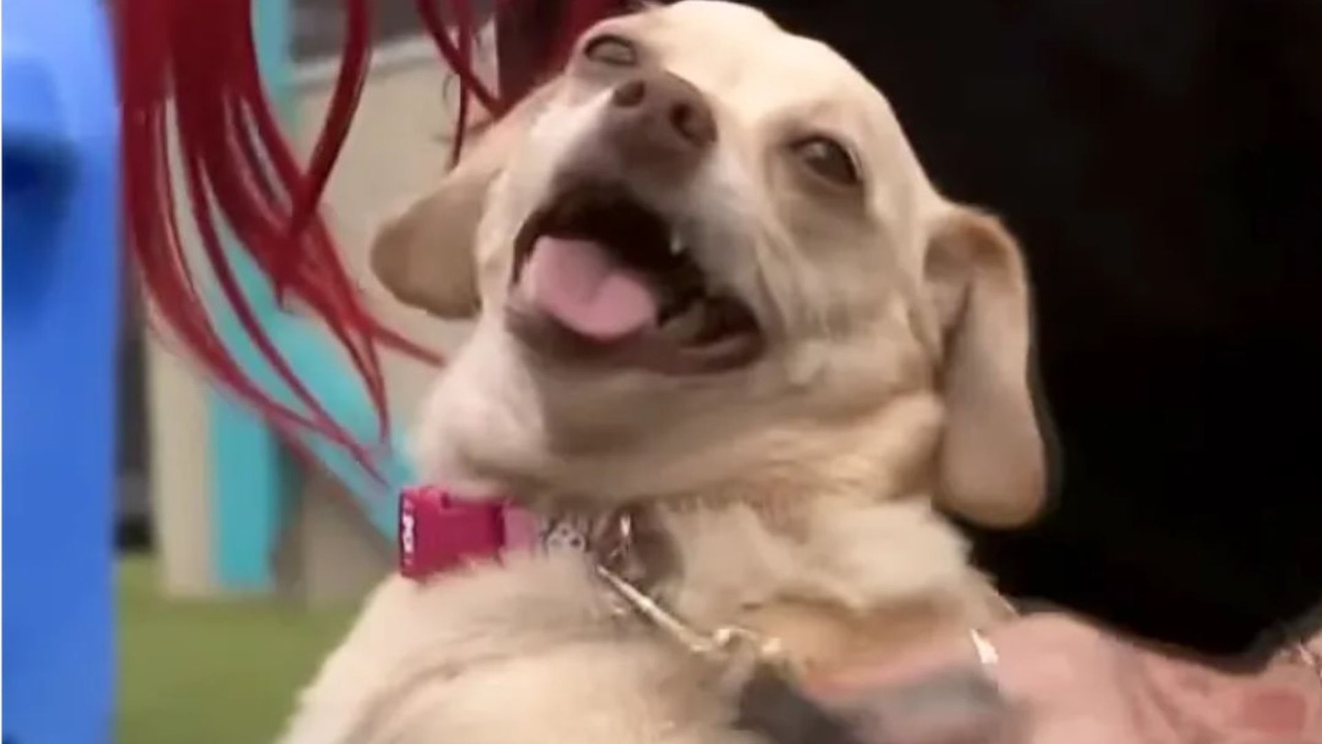 Penny, durante el reportaje realizado junto a sus dueños