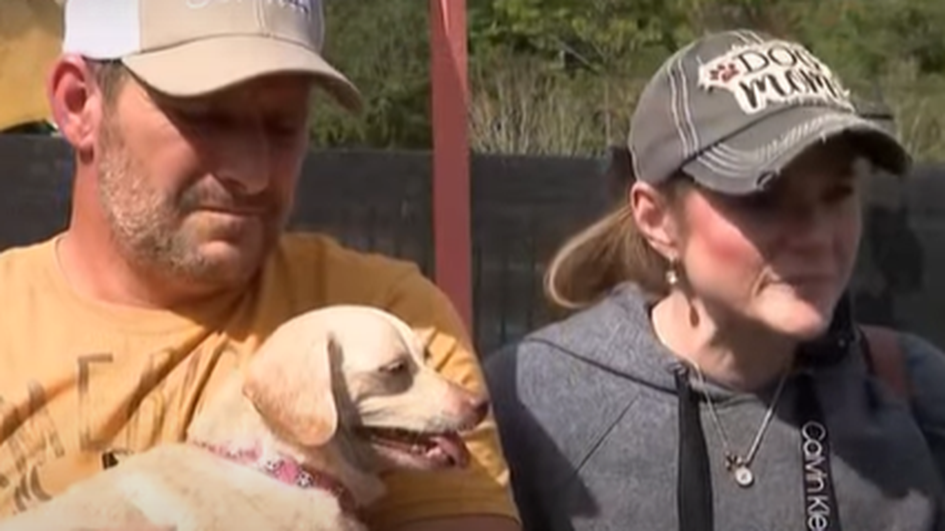 Penny, la perrita perdida que regresó a su casa después de cinco años: "No conocemos su pasado"