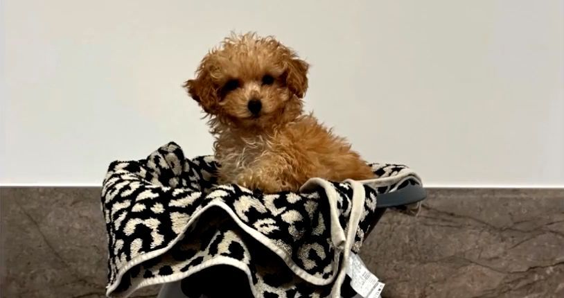  Margot, la nueva mascota de Pablo y Steisy