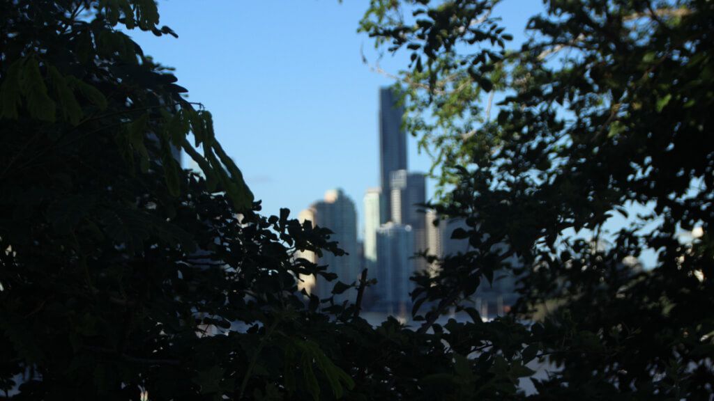  Conjunto de árboles entre los que se puede ver varios edificios altos