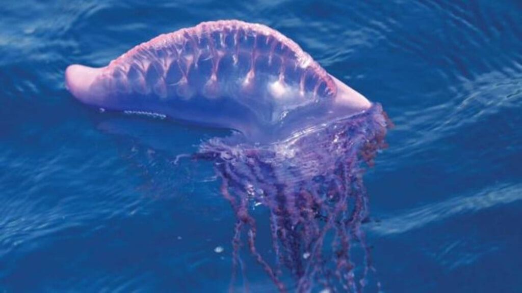  Ejemplar de carabela portuguesa