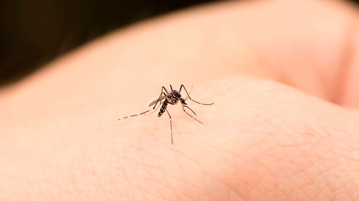 Imagen de archivo de un mosquito