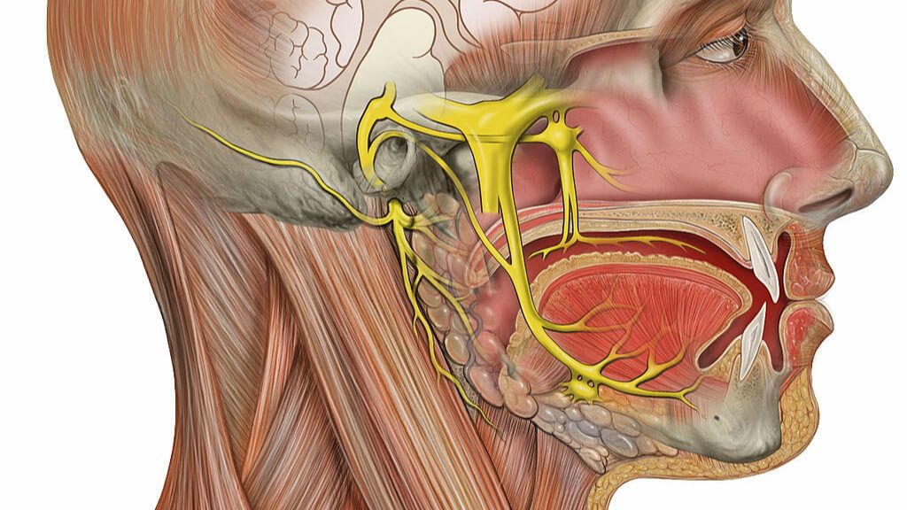 Nervio trigémino en amarillo, vista lateral derecha (Wikipedia)
