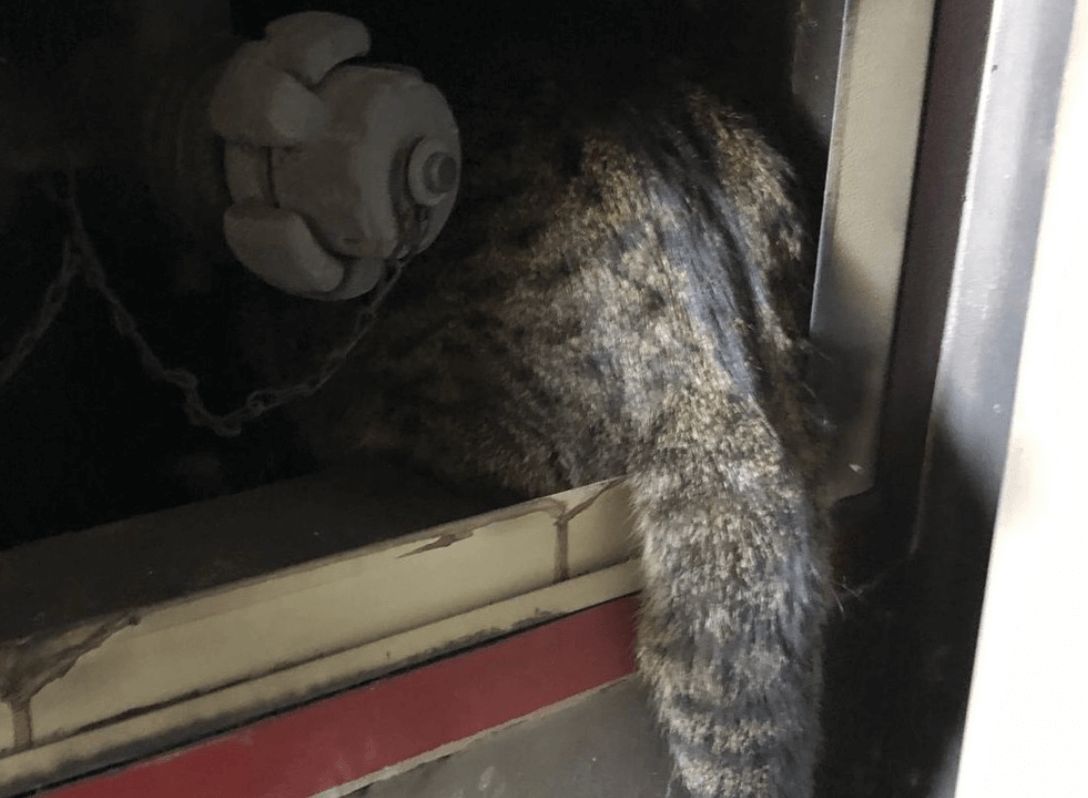 Así se han encontrado los bomberos al gato.